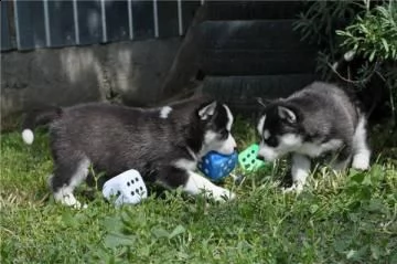 regalo eccezionali cuccioli di siberian husky per l'adozione