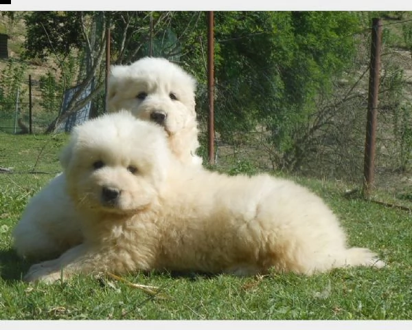 cuccioli di pastore maremmano abruzzese  | Foto 0