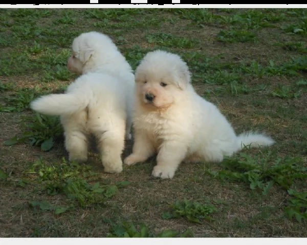 cuccioli di pastore maremmano abruzzese 