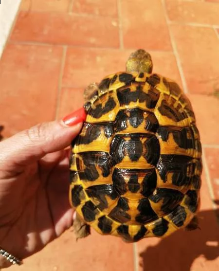 tartarughe testudo hermanni e testudo marginata