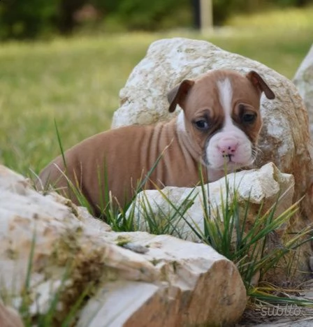 amstaff american amstaff di 3 mesi | Foto 6