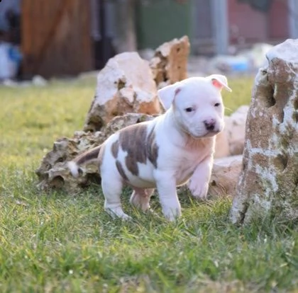 amstaff american amstaff di 3 mesi | Foto 4