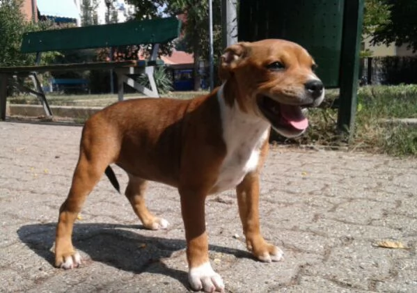 amstaff american amstaff di 3 mesi | Foto 3