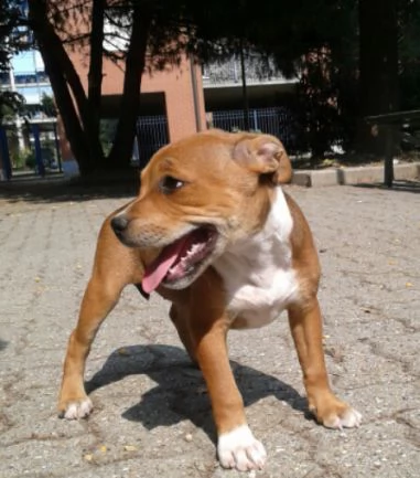 amstaff american amstaff di 3 mesi