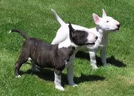 maschio e femmina cucciolo bulll terrier