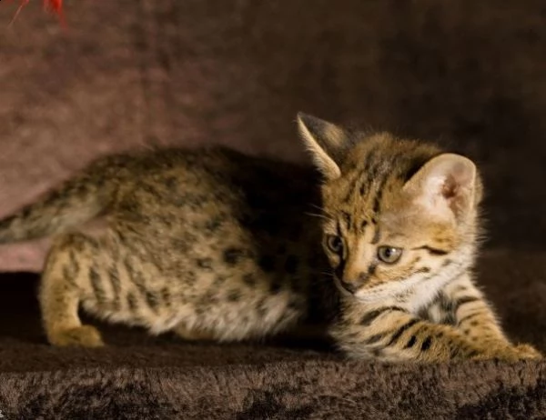 bellissimi gattini savannah f2 | Foto 1