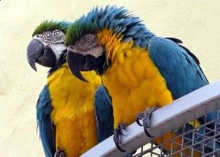 parlando di uccelli macaw blu e oro in vendita