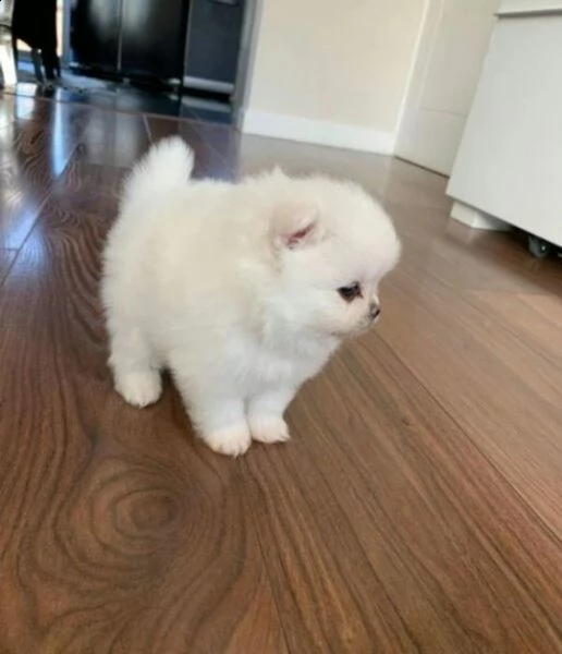 cucciolo di volpino pomerania nano toy