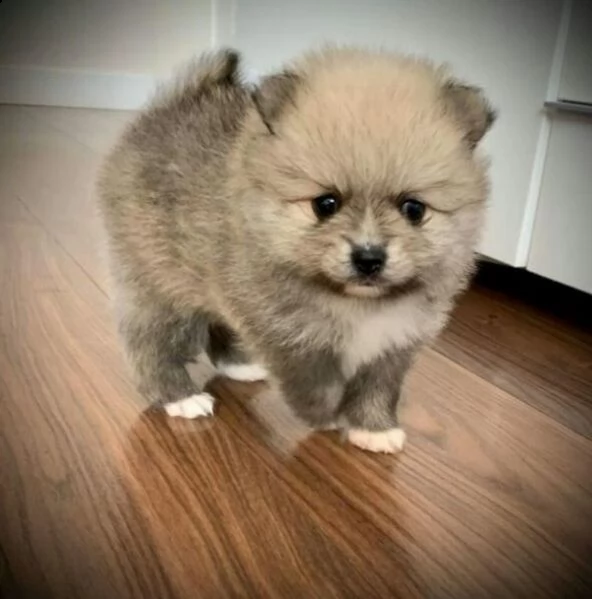 cucciolo di volpino pomerania nano toy | Foto 0