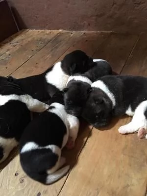 splendida cucciolata di akita americano