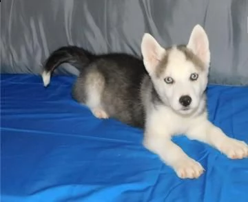 cucciolo husky con pedigree e occhi eterocromi