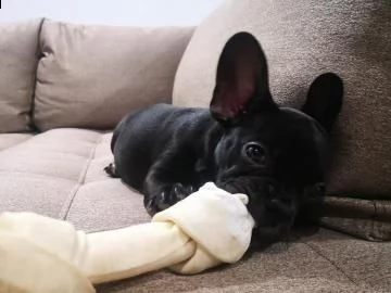 cuccioli di bouledogue francese maschio e femmina