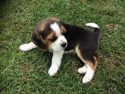 cucciolo di beagle tenerissimi intrigantissimi e buonissimi di 70 giorni sia maschi che femmina otti