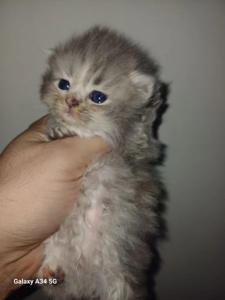 cuccioli gatti persiani chinchillà