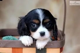 cucciolo di cavalier king tenerissimi intrigantissimi e buonissimi di 70 giorni sia maschi che femmi