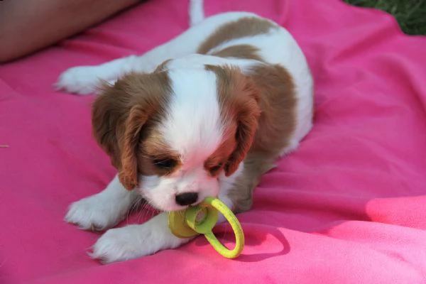 cuccioli di cavalier king charles. | Foto 0