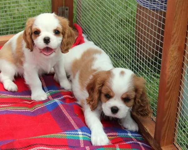 cuccioli di cavalier king charles.