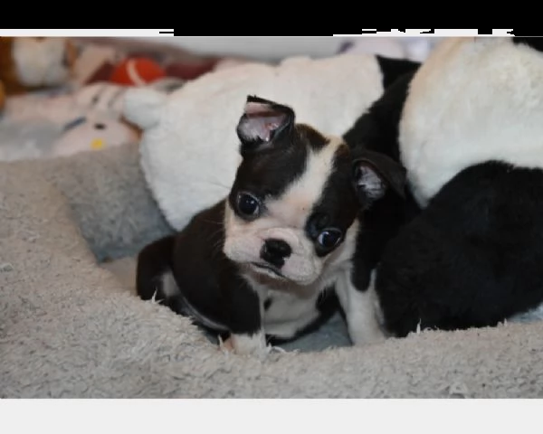 boston terrier pedigree enci fci con affisso