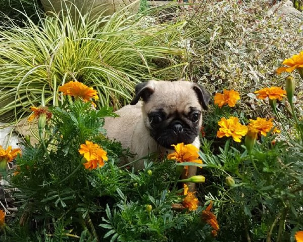 cucciolo carlino 