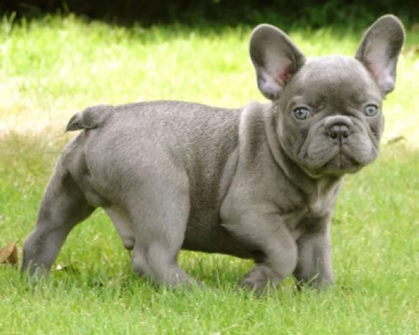 vendita cuccioli di bulldog francese | Foto 0