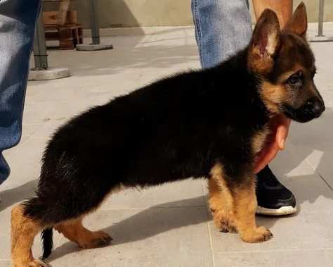 vendita cucciolo bellissimi cuccioli di pastore tedesco nero focato 