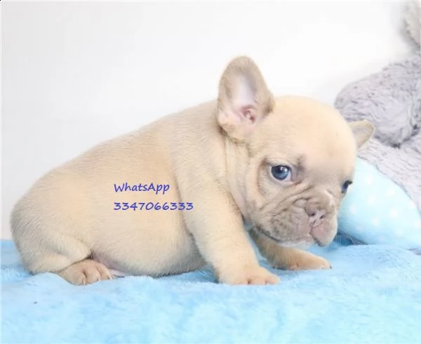 bouledogue francese piccoli taglia