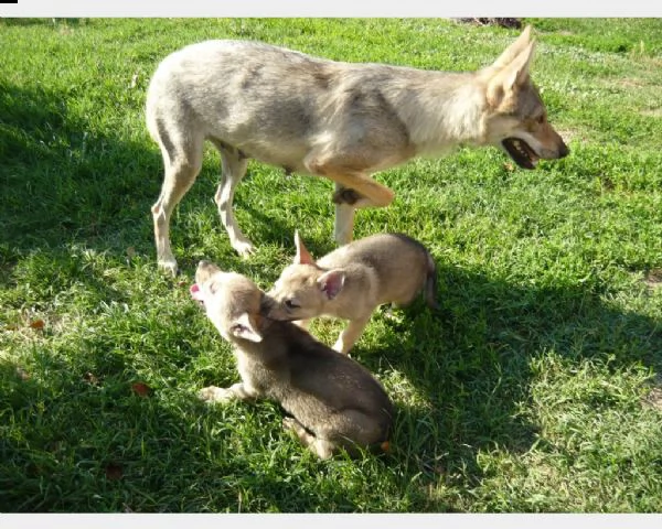 cuccioli cane lupo cecoslovacco | Foto 0