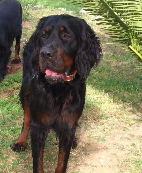 Cuccioli Setter Gordon Maschi