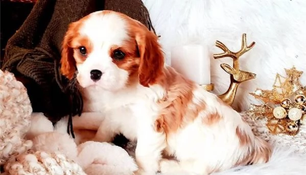 bellissimi cuccioli di cavalier king