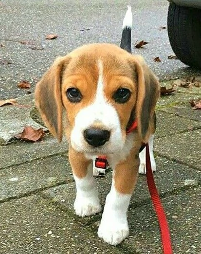 4 simpatici cuccioli di beagle come regalo