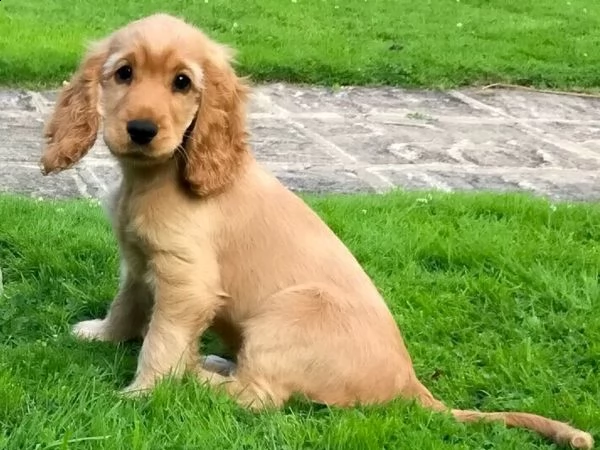 01 adorabili cuccioli di cocker spaniel in regalo