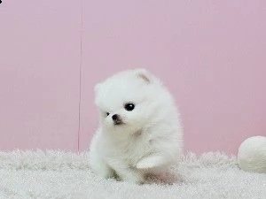 pomeranian 