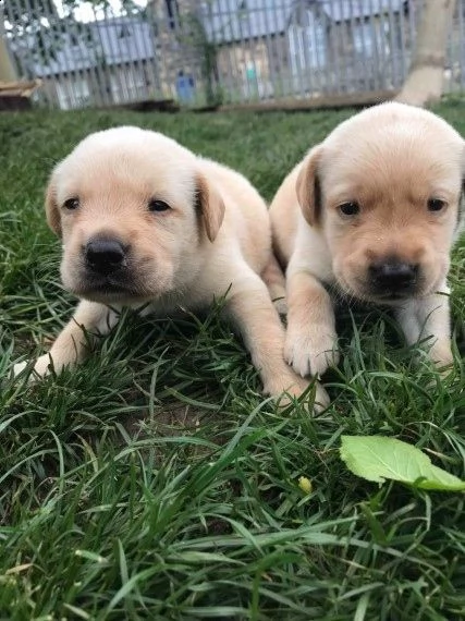 cuccioli labrador