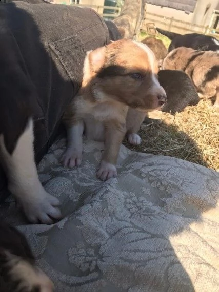 cuccioli di border collie