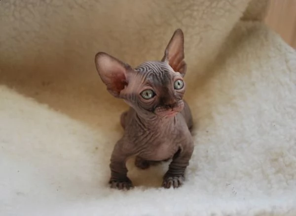 cuccioli sphynx , elf