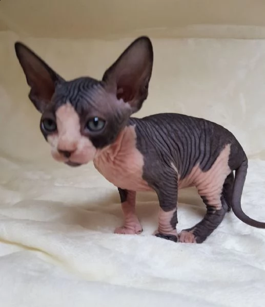 cuccioli di canadian sphynx | Foto 1