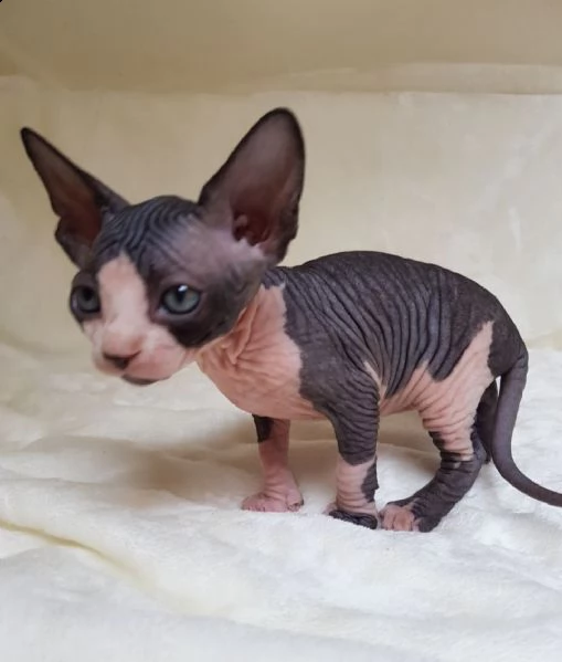 cuccioli di canadian sphynx | Foto 0