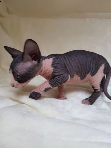 cuccioli di canadian sphynx