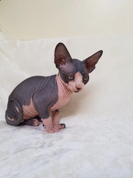 disponibili cuccioli di canadian sphynx