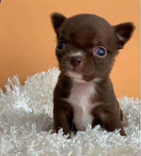 mini chihuahua