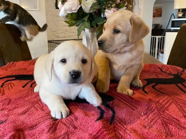 simpatici cuccioli labrador per adozione