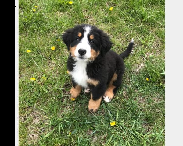 cucciolo di bovaro del bernese | Foto 1