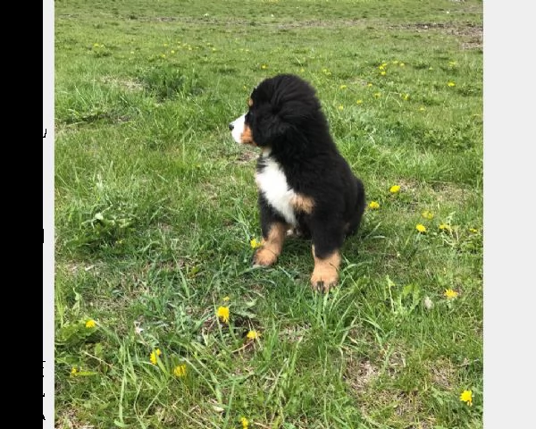 cucciolo di bovaro del bernese | Foto 0