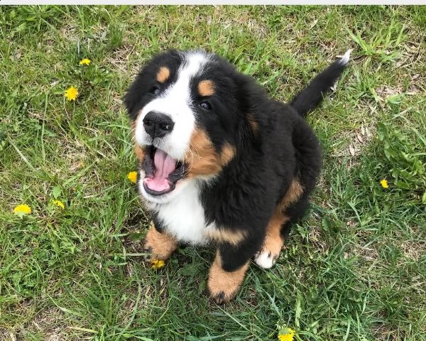 cucciolo di bovaro del bernese