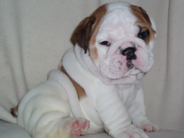 cucciolo bulldog inglese femminile in buona salute pronto per adozione