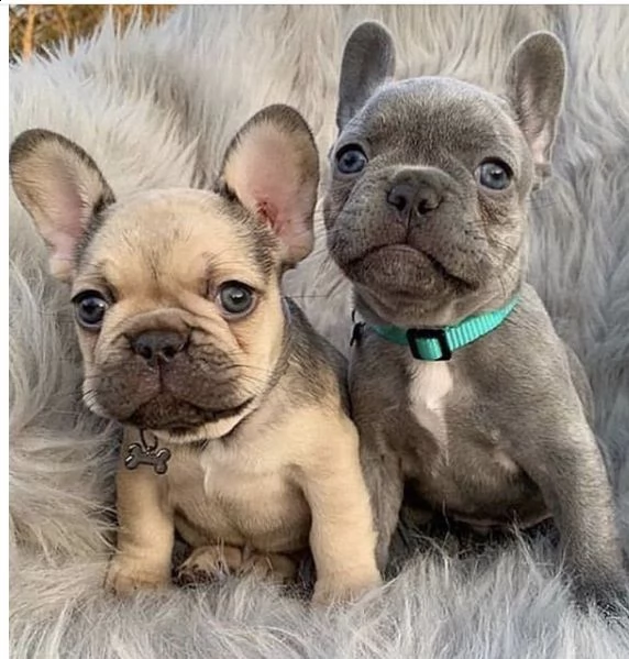 fantastici cuccioli di bulldog francese per famiglie amorevoli