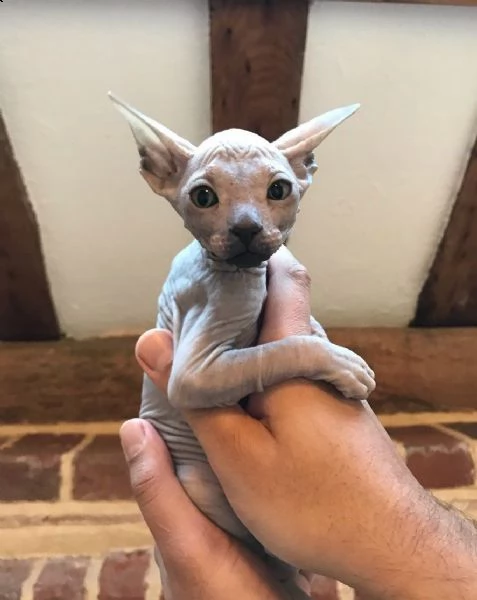 canadian sphynx pura razza