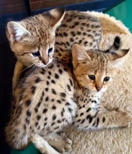 ciao, abbiamo gattini di savannah in cerca di una casa amorevole. il ragazzo è un tipo di or