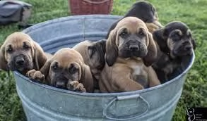 adorabili cuccioli bloodhound in vendita.