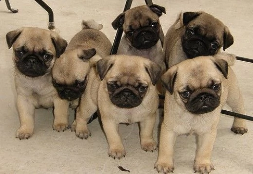  adorabili cuccioli di carlino in vendita.